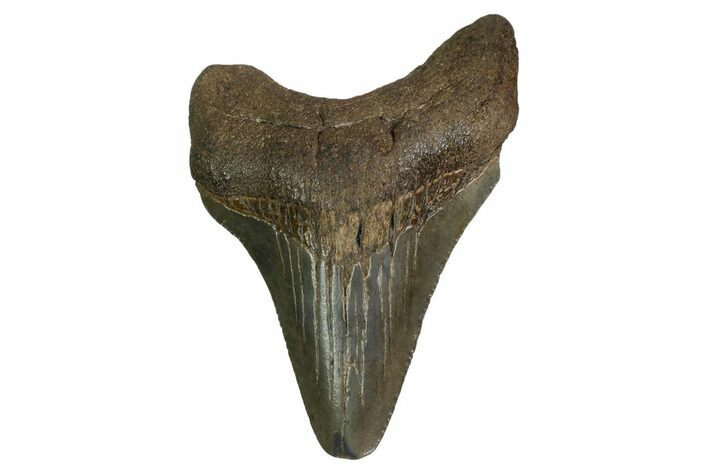 Juvenile Megalodon Tooth - Georgia #158760
